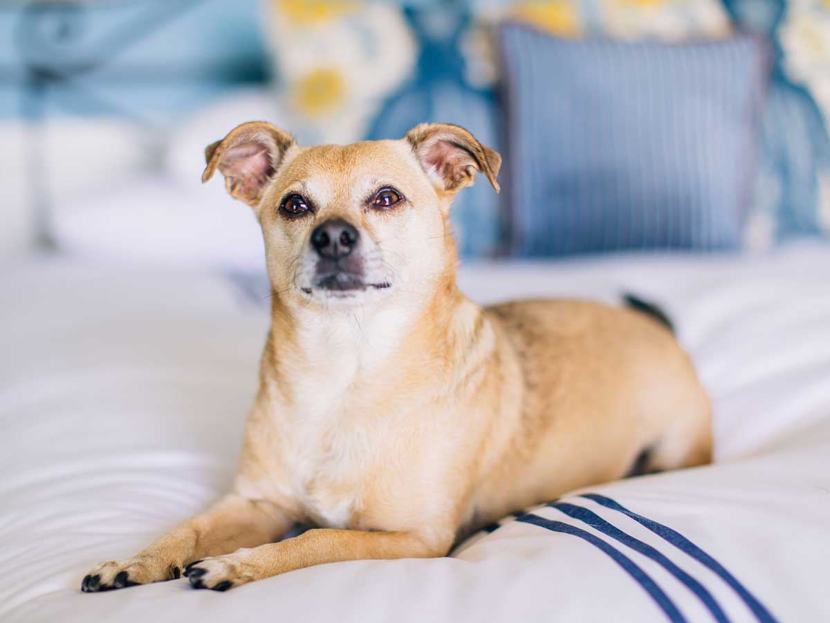 Pet-friendly hotel at Portofino, Redondo Beach